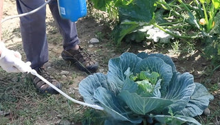 How To Prevent Garden Diseases