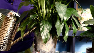 How to Water Your Houseplants