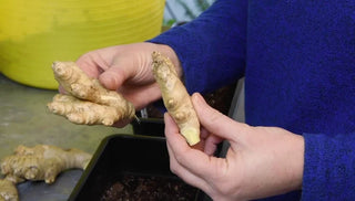 How to Grow and Harvest Ginger Root