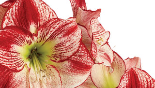 Bigger, Bolder, Brighter: Why Our Premium Amaryllis Can’t Be Beat