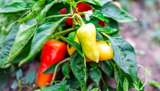 Hot Peppers as Perennials? Sure!