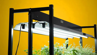 Grow Light Basics, Explained: LEDs vs. Fluorescents, Watts, Lumens & More