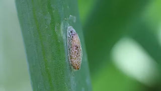 Here Comes the Leek Moth
