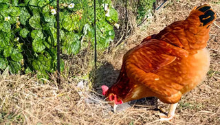 Gardening with Chickens: Getting Started