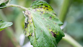 Tomato Diseases: Five Ways to Fight Back Now