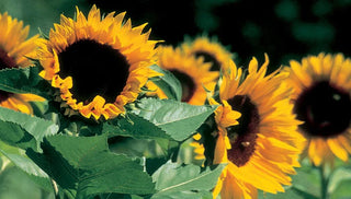 Jennifer’s Journal: Planting for Privacy