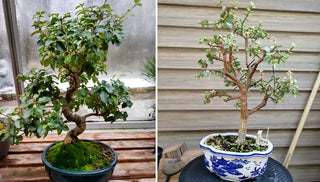 A Beginner’s Guide to Beautiful Bonsai