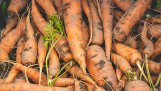 How to Store Carrots
