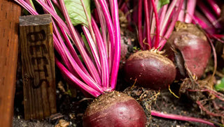 How to Store Beets