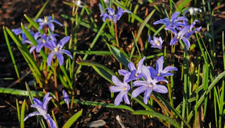 Spring Bulbs in Raised Beds
