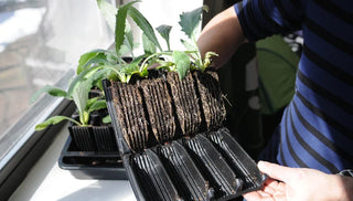 When it’s Time for ‘Potting Up’
