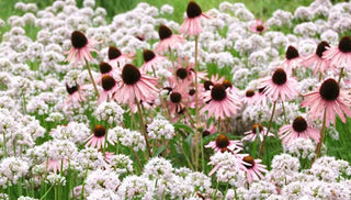 An Allium You Can Plant Anytime: Summer Beauty