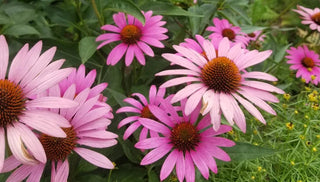 10 Ways to Help Plants Survive Drought