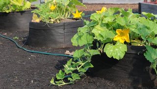 How to Grow Pumpkins in a Container