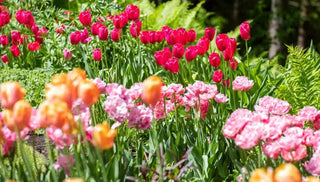 Critter-Proofing Fall Bulbs