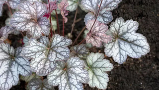 Heucheras That Beat the Heat
