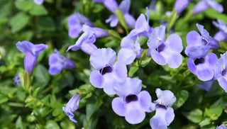 Shady Solutions for the Impatiens Downy Mildew Disease