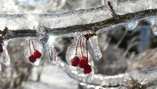 How to Care For Trees and Shrubs After A Winter Storm
