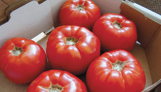 The Best Tomatoes for Pots and Planters