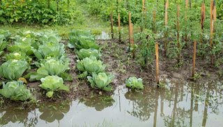 Climate Resilient Gardening: Too Much Water