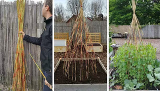 Sorghum Thrives in Revolution Planter — and the Canes Make a Beautiful Pea Trellis