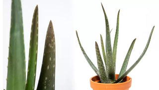 How To Grow & Care For Aloe Vera Indoors