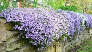 Uncommon Groundcovers