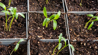 How To Germinate Seeds