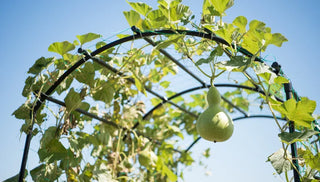How To Grow Birdhouse Gourds