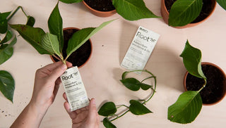 How to Turn Plant Cuttings into New Plants with Propagation