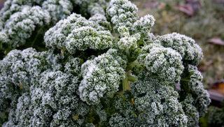 10 Cold-Tolerant Veggies That Taste Sweeter After A Frost