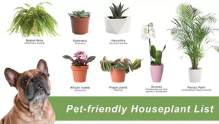 Pet-Friendly Houseplants