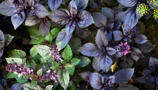 How To Design A Goth Garden