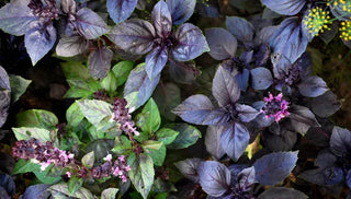 How To Design A Goth Garden