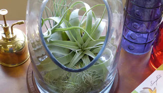 4 Great Alternatives to Traditional Potted Houseplants