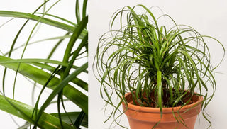 How to Grow & Care for a Ponytail Palm