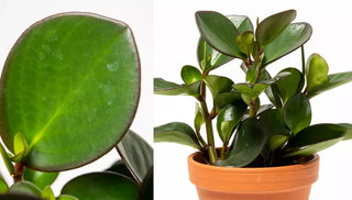 How to Grow & Care for Peperomia Plants