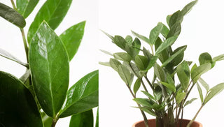 How to Grow & Care For The ZZ Plant