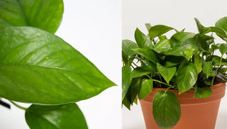 How to Grow & Care for a Pothos Plant