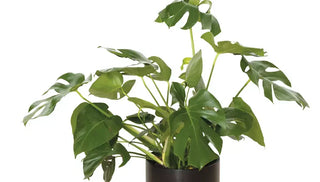 How To Grow & Care For Monstera