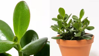 How To Grow & Care For Jade Plants