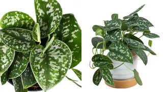How to Grow & Care for Satin Pothos