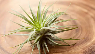 How to Care for a Epiphytes Plant