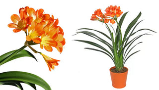 How to Care for a Clivia
