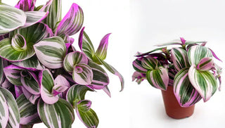 How to Care for Tradescantia Nanouk