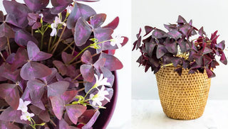 How to Care for a Shamrock Plant
