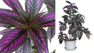 How to Care for a Persian Shield Plant