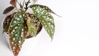 How to Care for a Begonia Maculata