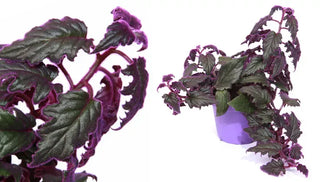 How to Care for a Purple Passion Plant