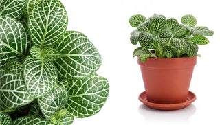 How to Care for a Nerve Plant